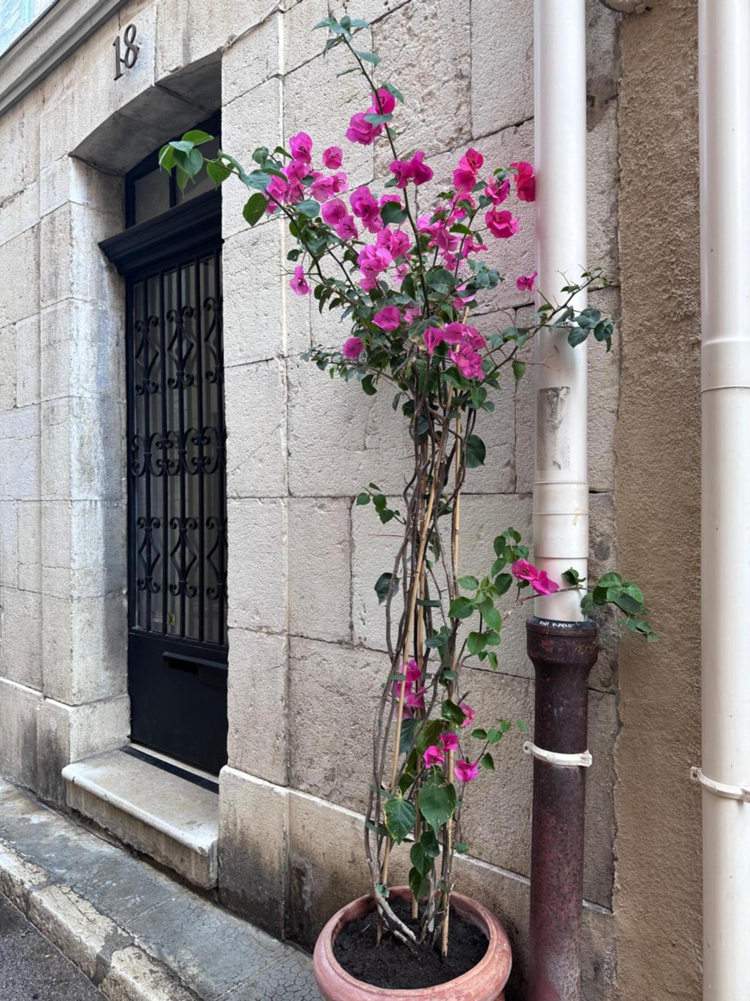 L Appartement De Manon, Centre Historique Du Vieil Antibes Buitenkant foto